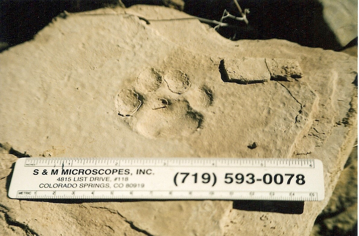 Photo of a fossil cat track.