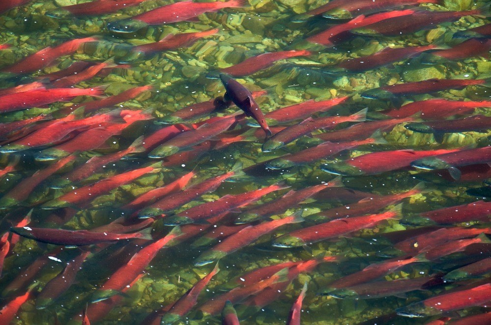 A school of red sockeye salmon swimming above a rocky river floor.