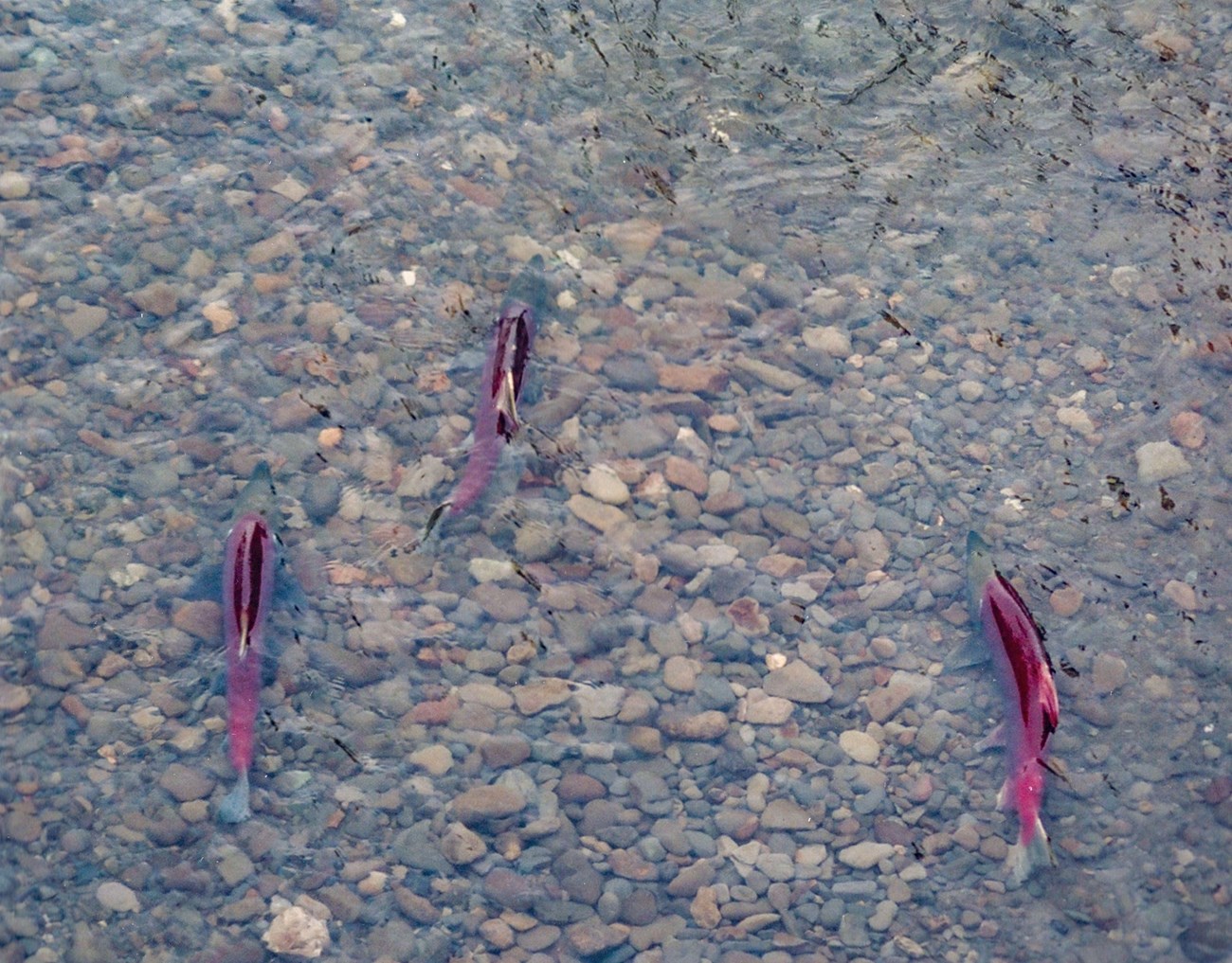 Three bright red fish swimming through shallow water with a rocky bottom