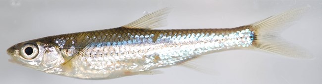 Close up image of a shiny silver fish against a plain gray background