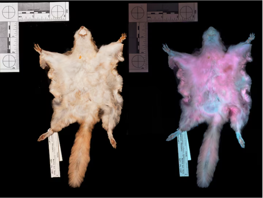 A flying squirrel is shown on the left under normal light and on the right under UV light. The squirrel under normal light is white and brown, and under UV light is a bright pink and blue.