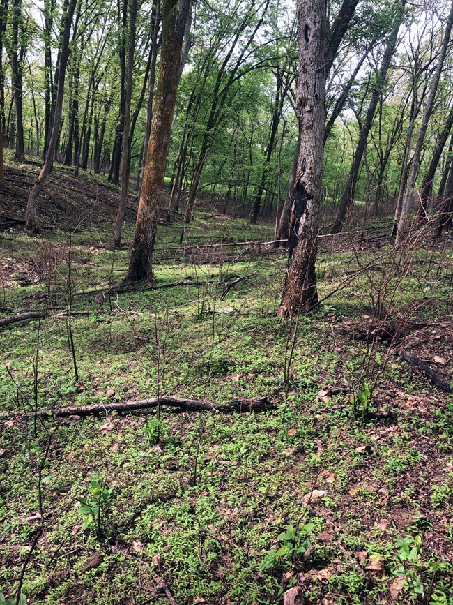 Bright green, newly germinated plants covering the forest floor