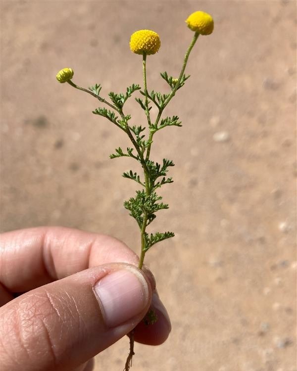 A hand holds a plant specimen with green frilly leaves and three packed round yellow flower clusters.