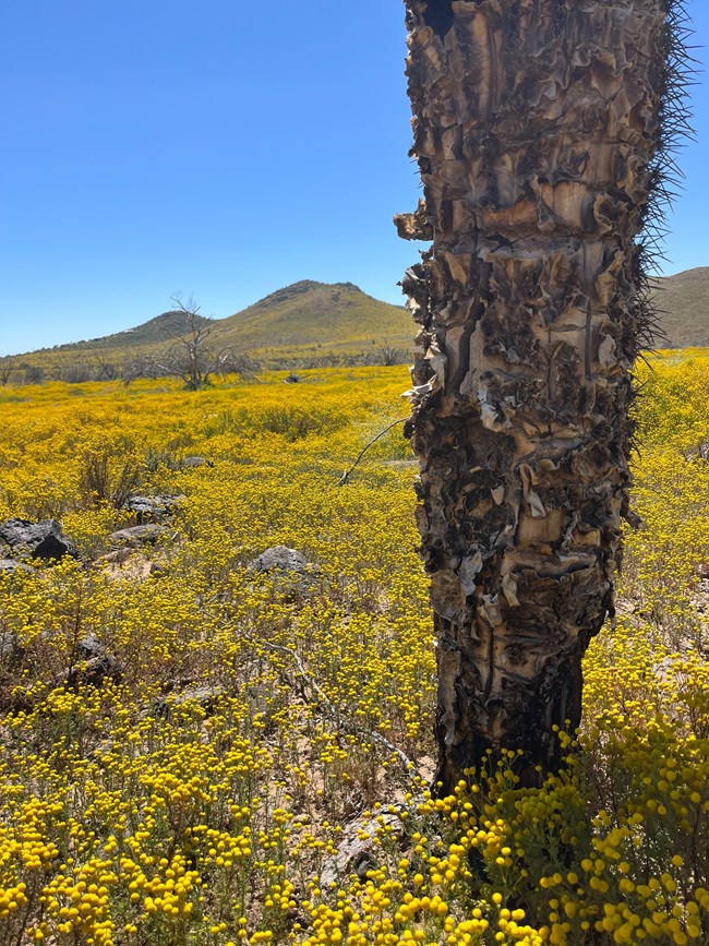 Yellow flowers cover a landscape with hills in the background and dead cactus stem in foreground.