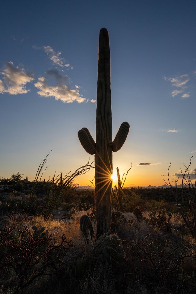 A saguaro cactus is silhouetted in the sunset.