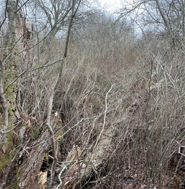 Dense brush in the Red Maple Swamp
