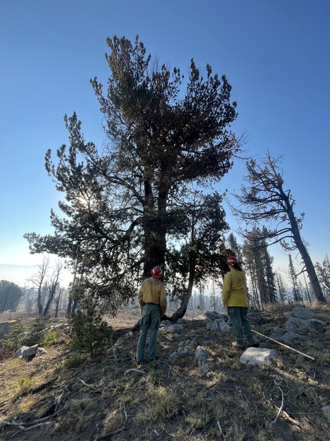 Two people in fire gear standing in front of a white pine.