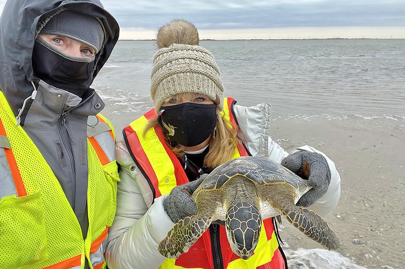 Two people in winter weather gear, safety vests, and face masks hold up a limp sea turtle.