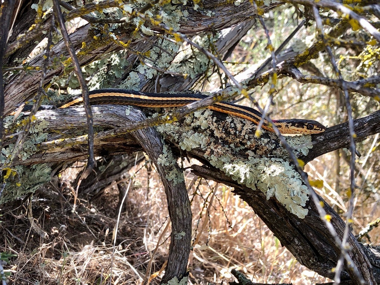 Slender, black and yellow-striped snake among lichen-covered shrub branches.