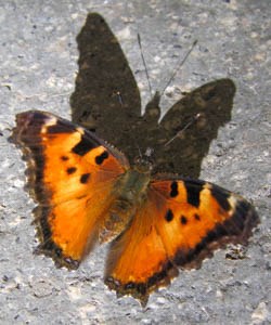 A black and orange butterfly on the ground
