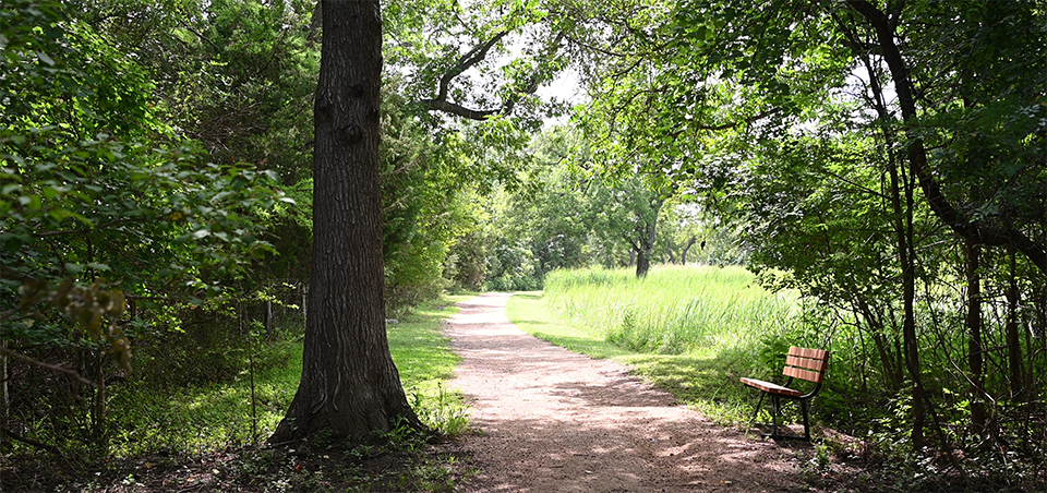 A bench along a walking trail lined by dense forest and a grassy open area.