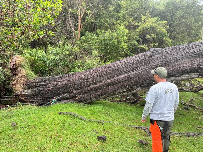 Tree fallen across a fence in the background with a worker standing in the foreground