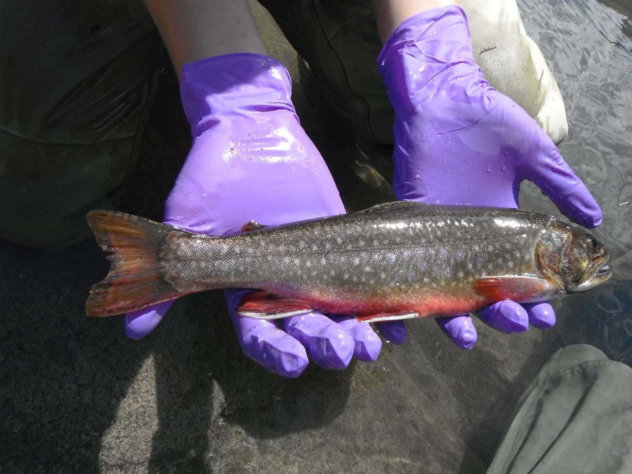 Brook trout held in someone's hands