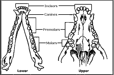 Teeth in a skull