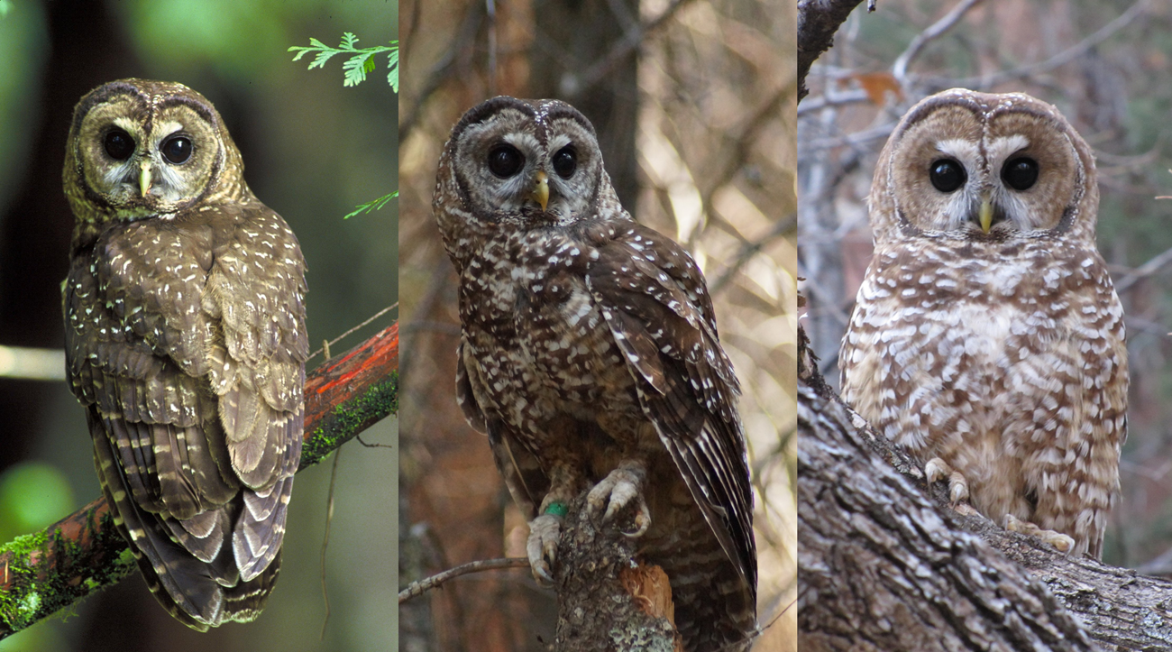 Collage of three owl photos. All owls are dark to chestnut brown with dark eyes and white spots on chest and back. Owl color is increasingly paler from left to right.