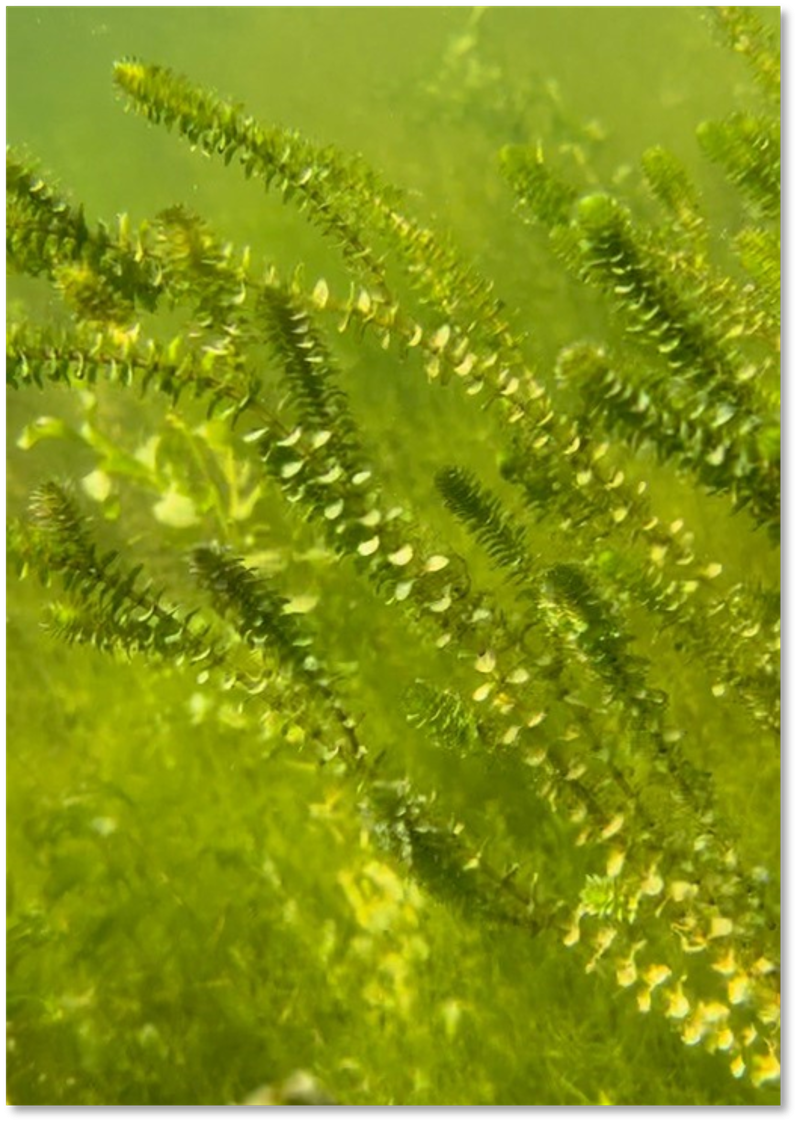 Dense mat of invasive elodea growing underwater.