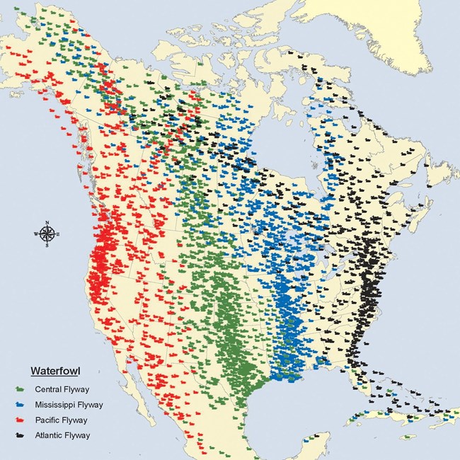 A graphic showcasing migratory bird paths across Canada and the United States. There are 4 main flight paths seperated between the Pacific coast, Rocky Mountain range, Mississippi River, and Atlantic coast.