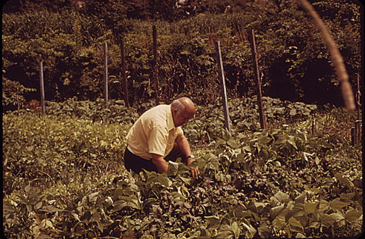 Older man is sitting on one knee in a grassy area, holding part of the grass.