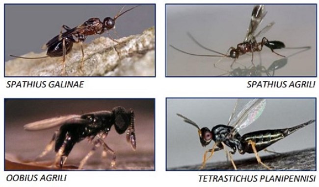 Four different photos of the four species of tiny black parasitoid wasps