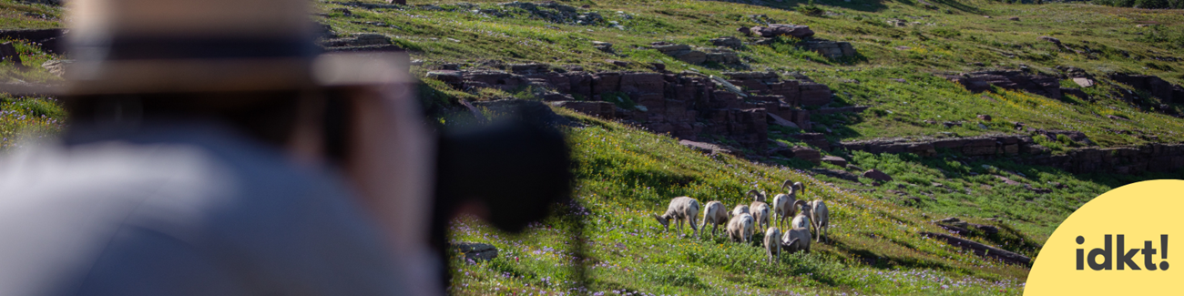 a ranger looks through a spotting scope at a herd of bighorn sheep from a safe distance