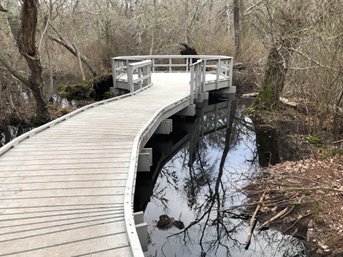 A boardwalk in the red maple swamp surrounded by water.