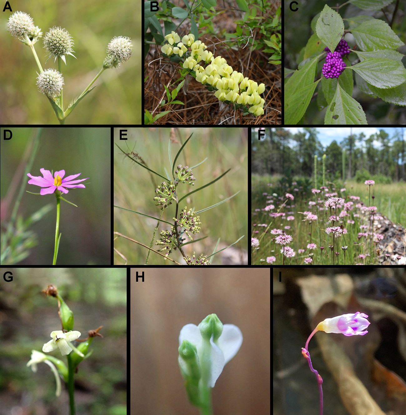 a series of 9 photos of Big Thicket plants