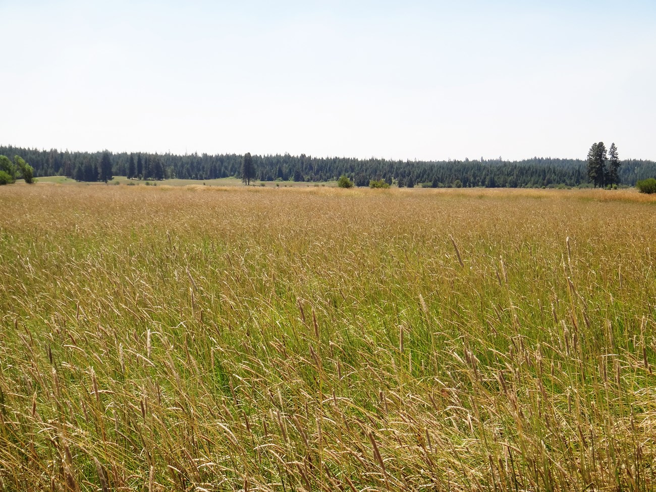 A field of tall grasses