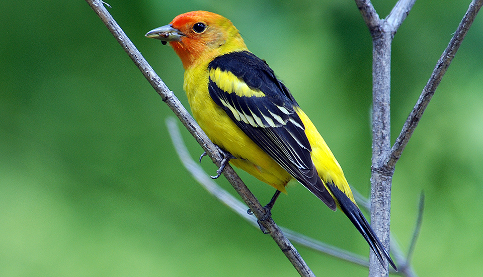 A yellow-bodied bird with a red face and neck, black wings with yellow and white stripes, a black tail, and an insect sticking out of its thick, black bill.