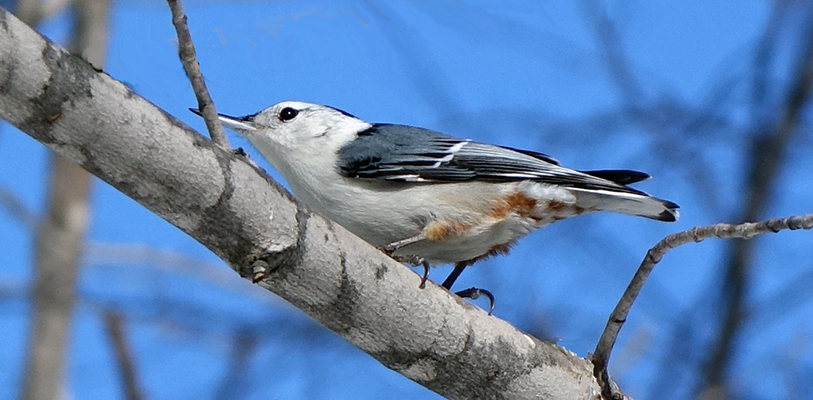 A bird with a white face, breast, and belly, a black cap, and blue-gray feathers on its back and wings perched on a branch.