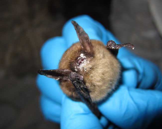 a bat with white nose syndrome fungus on muzzle is held in blue gloved hands