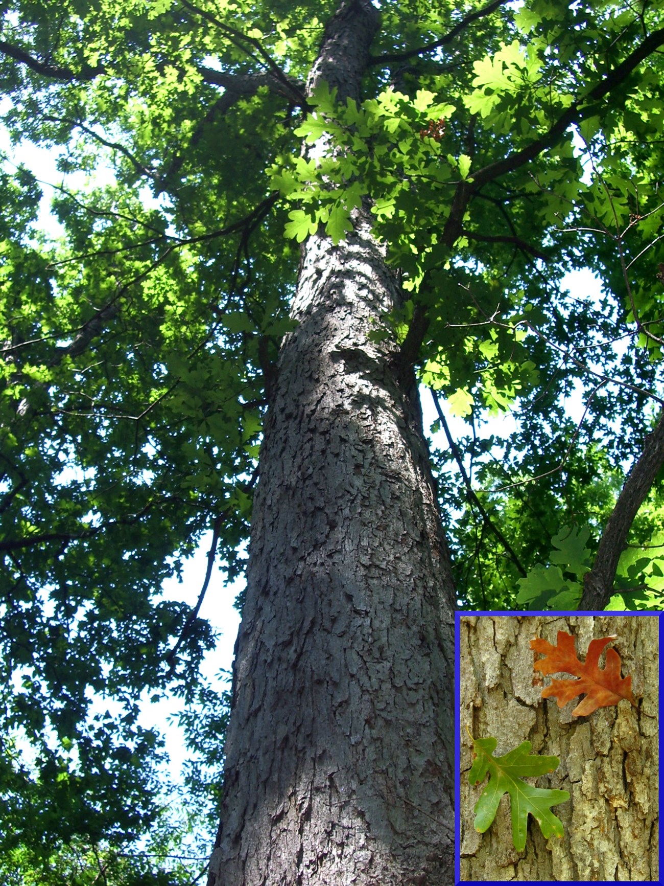 A white oak tree trunk with a smaller photo of red and green oak leaves.