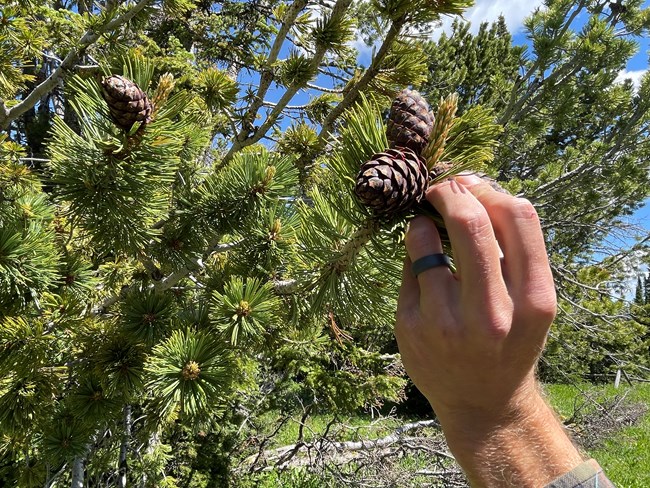 Hand holds branch to examine two purplish cones.