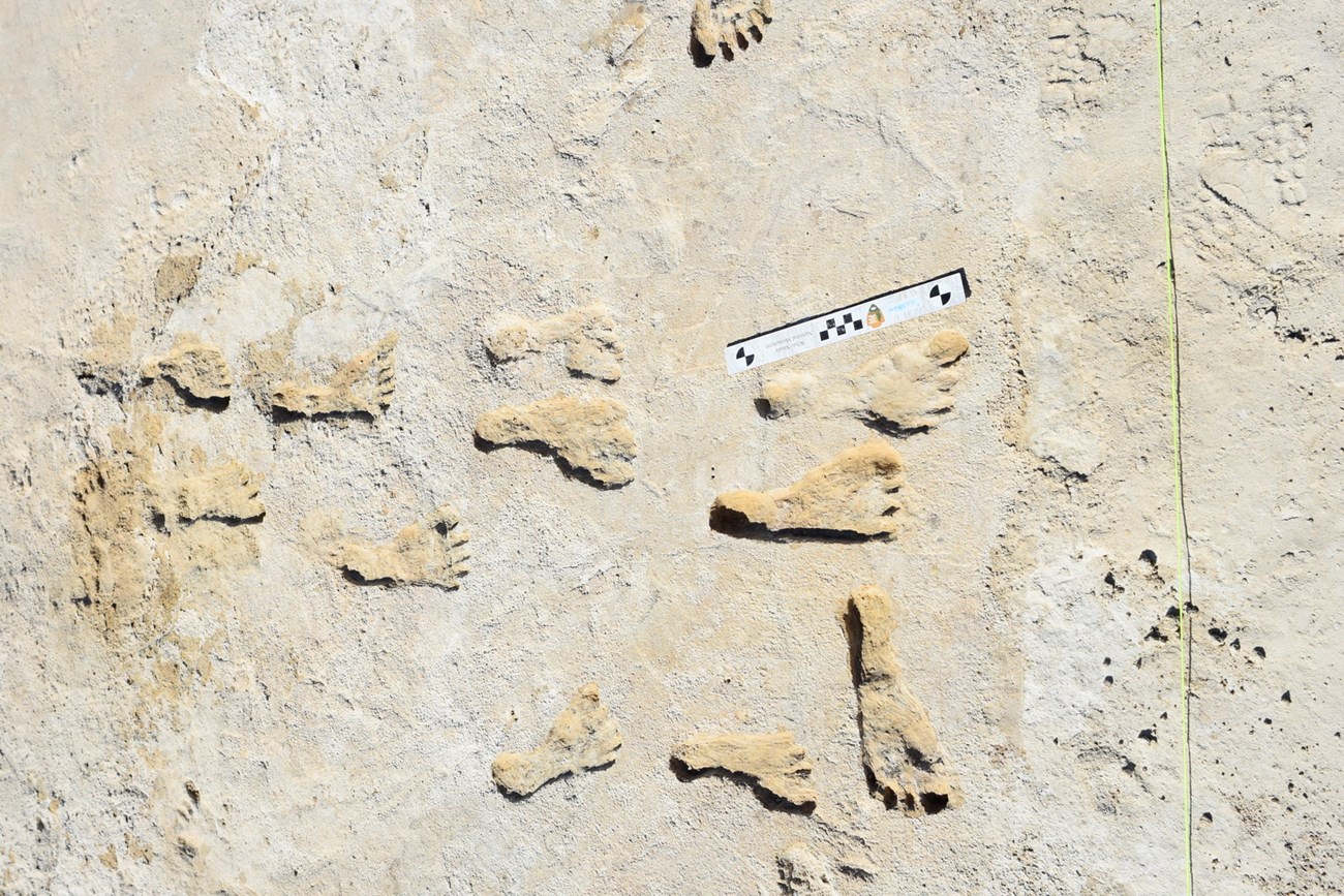 Trace fossil trackway of human footprints.