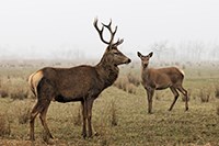 Two deer standing in a foggy forest.