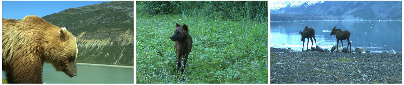 Three images: brown bear, wolf, and moose caught on remote wildlife cameras.