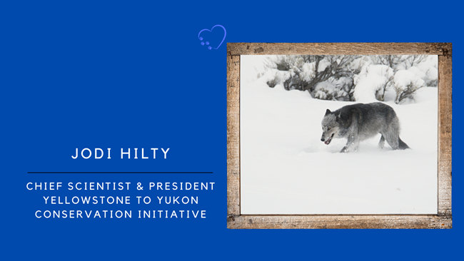 photograph of wolf in snowy meadow in a frame next to text Jodi Hilty, Chief Scientist and President, Yellowstone to Yukon Conservation Initiative