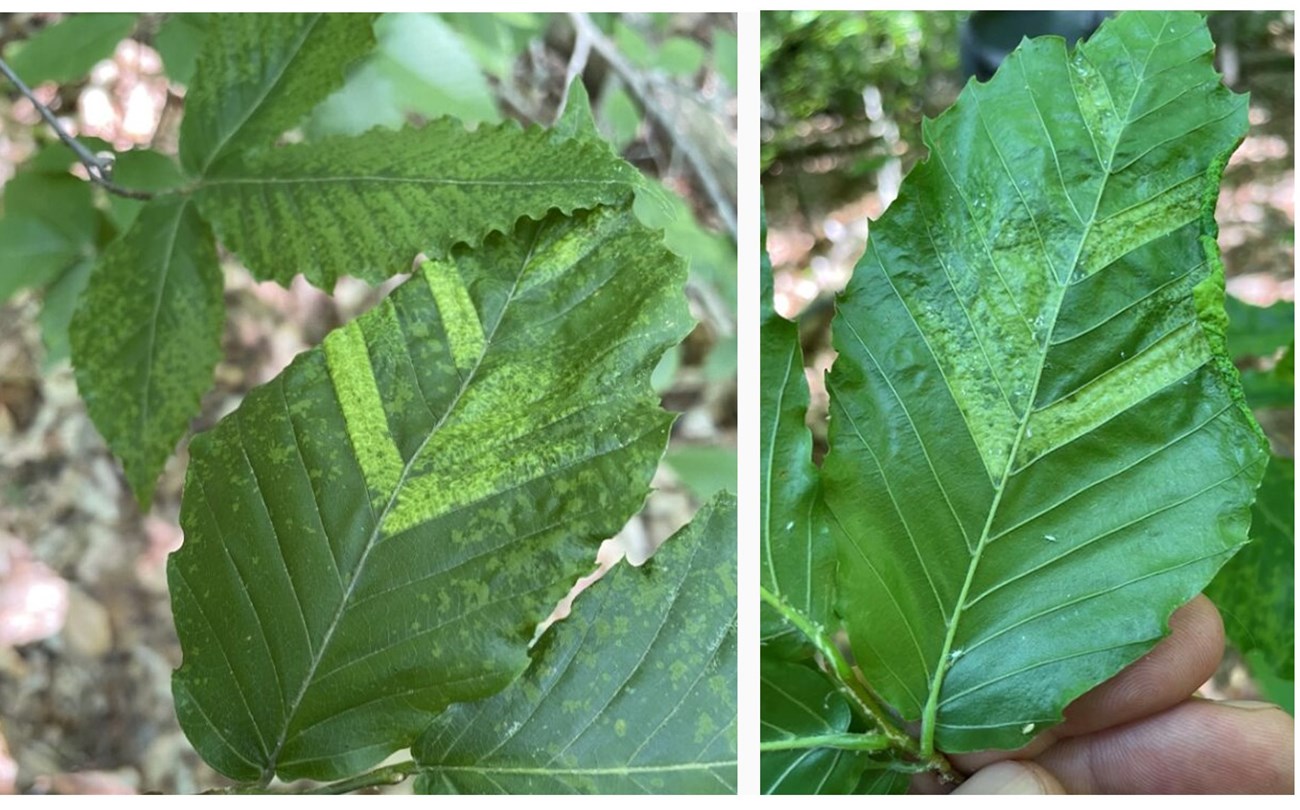 Left: An up-close image of the top of a green beech leaf shows pale bands between veins of the leaf. Right: An up-close image of the underside of a green beech leaf shows pale bands between veins of the leaf.