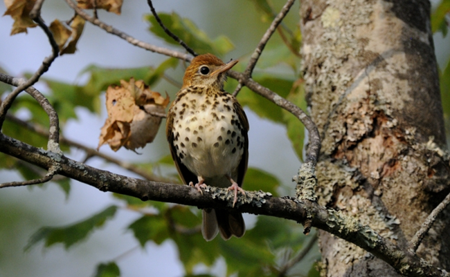 a brown bird with a speckled check sits on a tree branch