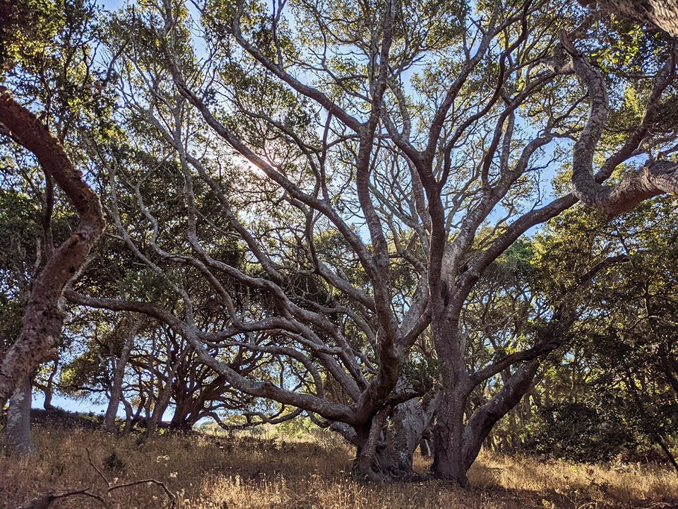 Photo of sunlit grove of Oak trees