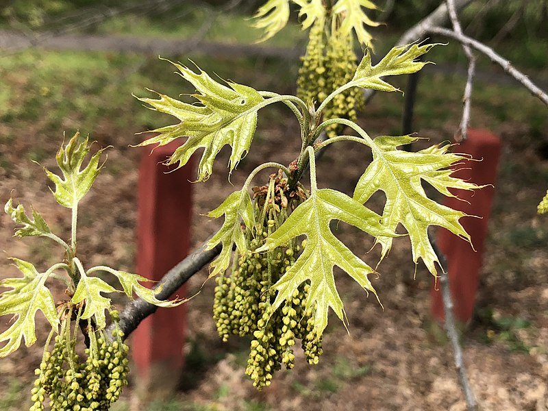 small lobed and pointed leaves blooming out of yellow flowers on branches