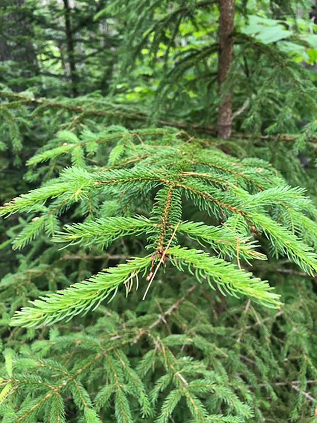 Detailed image of red spruce tree and needles