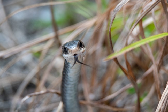 A white and black snake sticks out a black tongue.