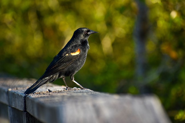 Male red-winged blackbird