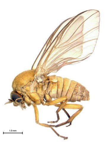 A micro photograph of an orange black fly.