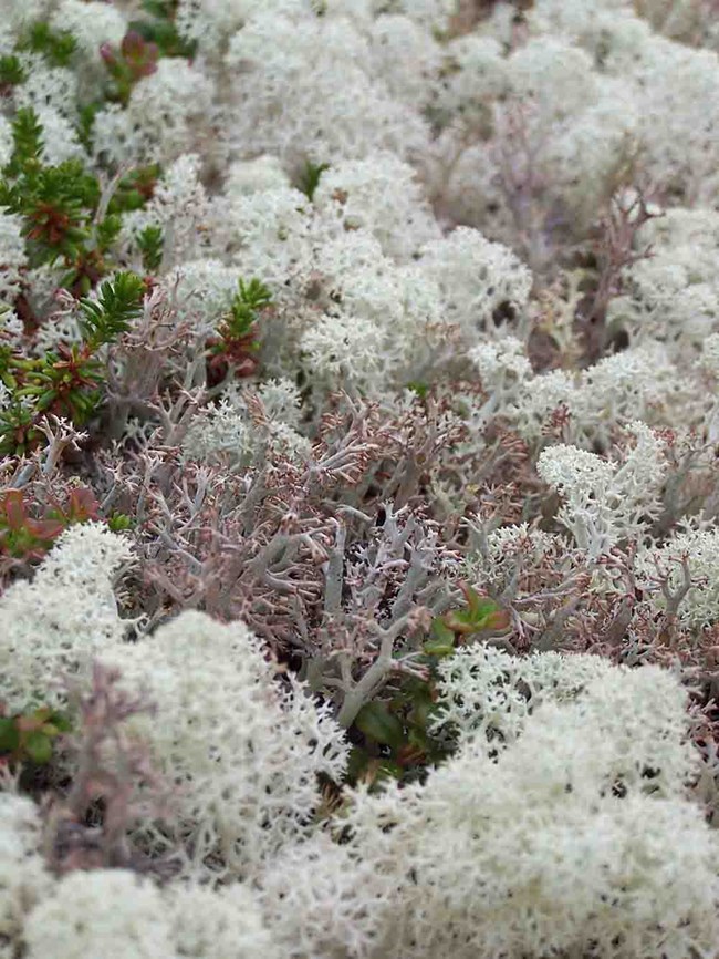 A close-up view of reindeer lichen.