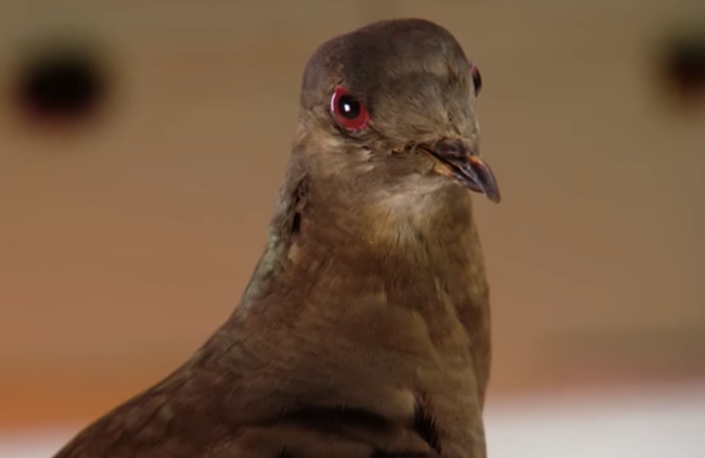 carrier pigeon