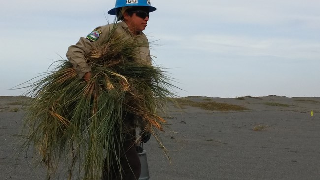 Young woman hauls beach grass away