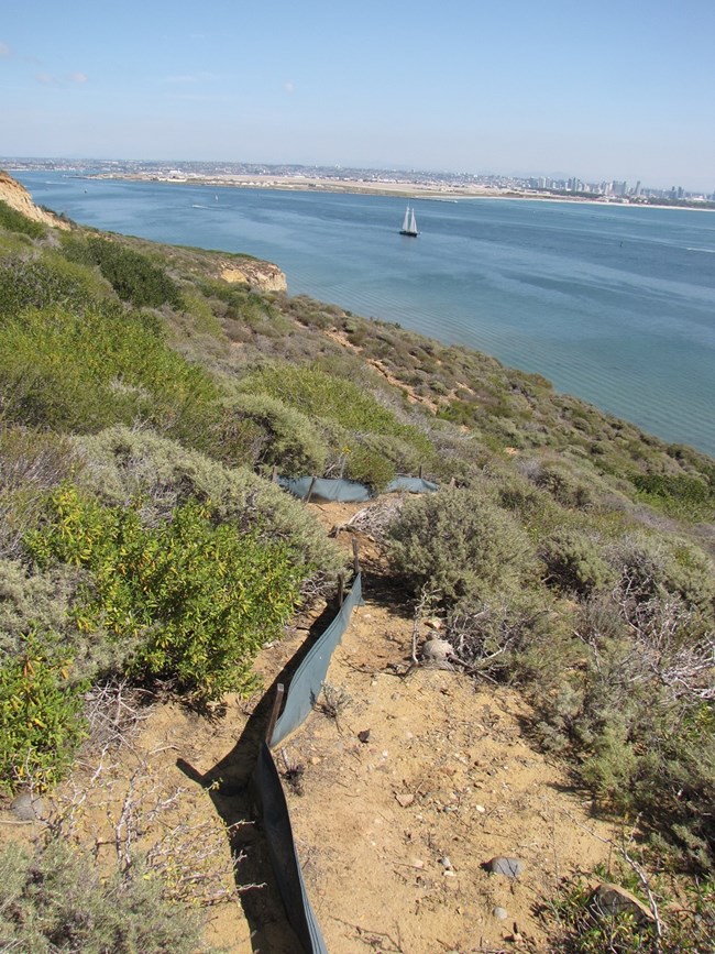 Drift fencing in coastal sage scrub at Cabrillo with a view of San Diego in the background