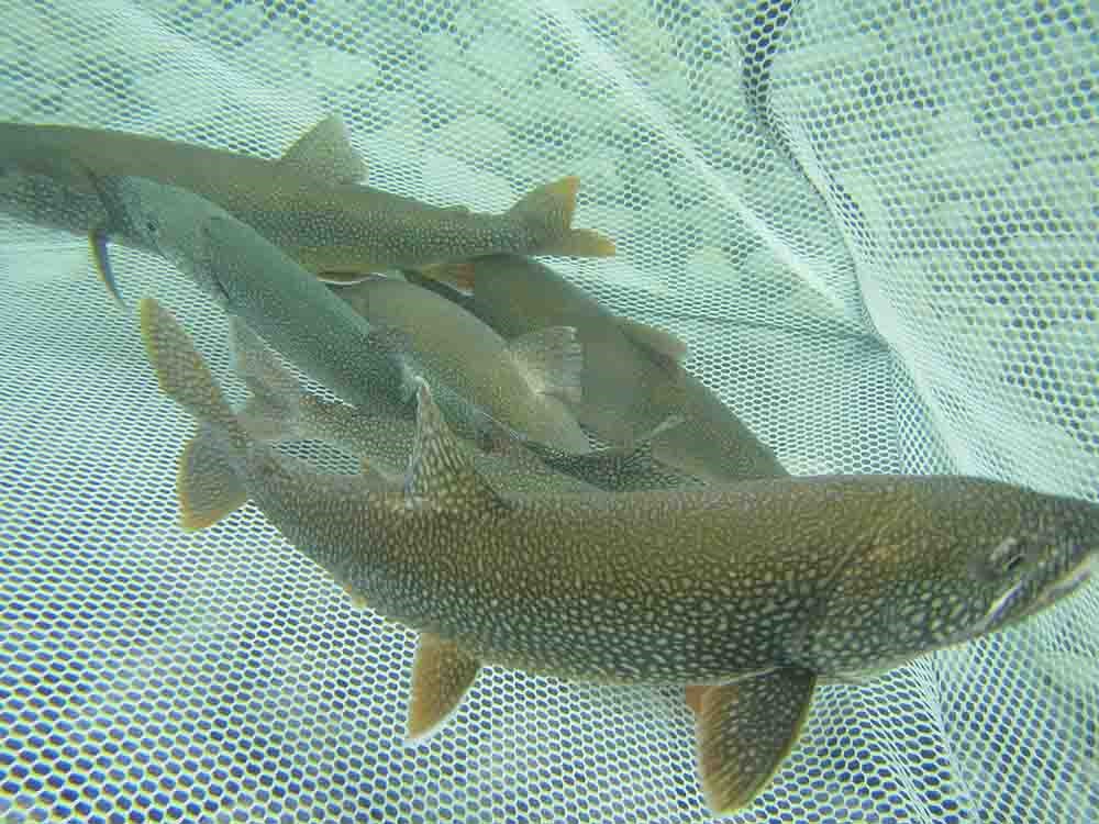 Lake trout in a new underwater.
