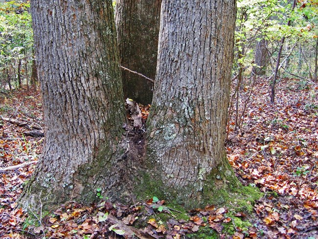 Base of a triple-trunked tuliptree